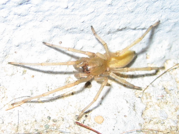 Cheiracanthium sp.
